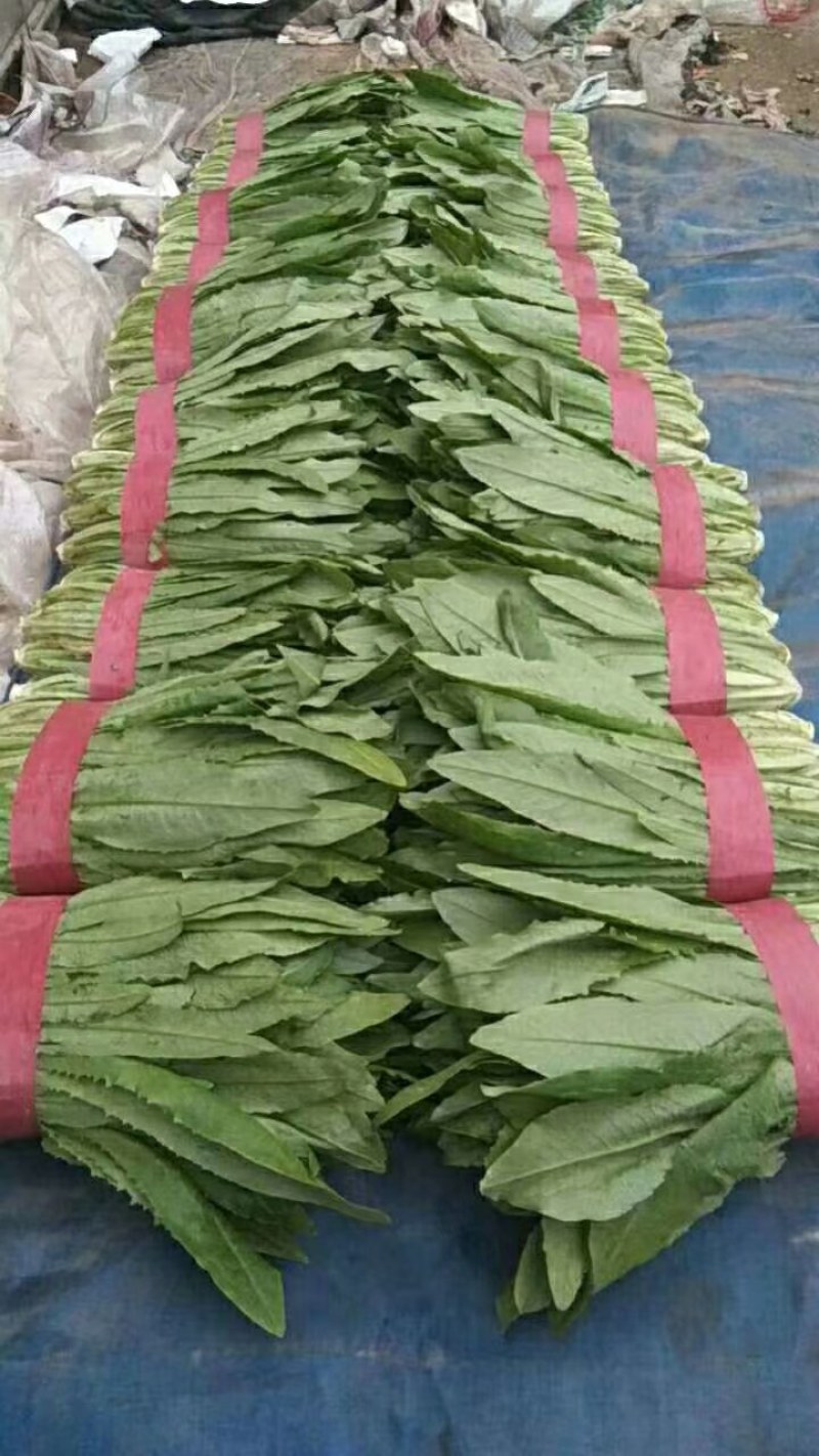 【推荐】河北永年精品油麦产地直销需要的联系