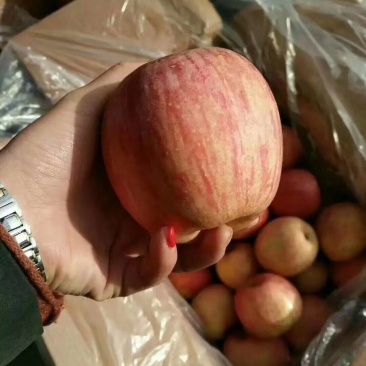 红富士苹果新鲜上。存库的加品。条红苹果