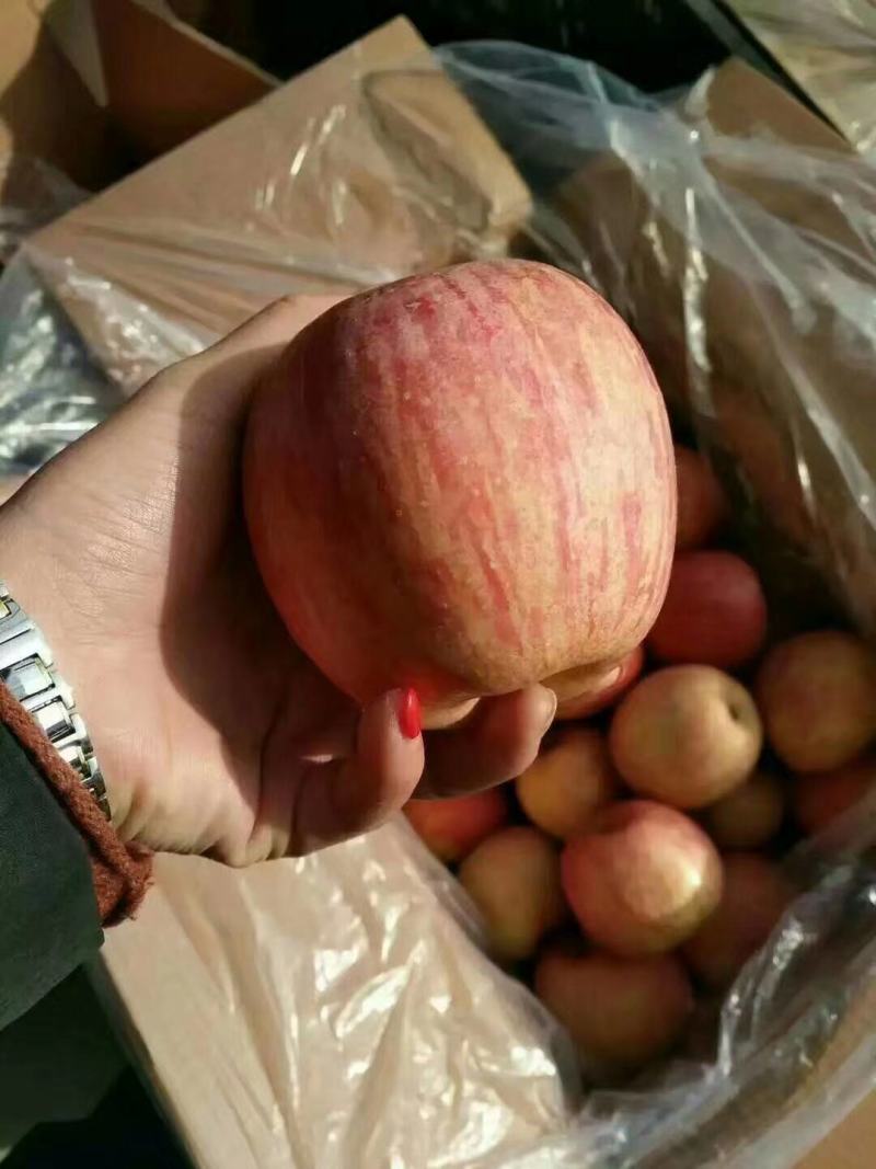 红富士苹果新鲜上。存库的加品。条红苹果