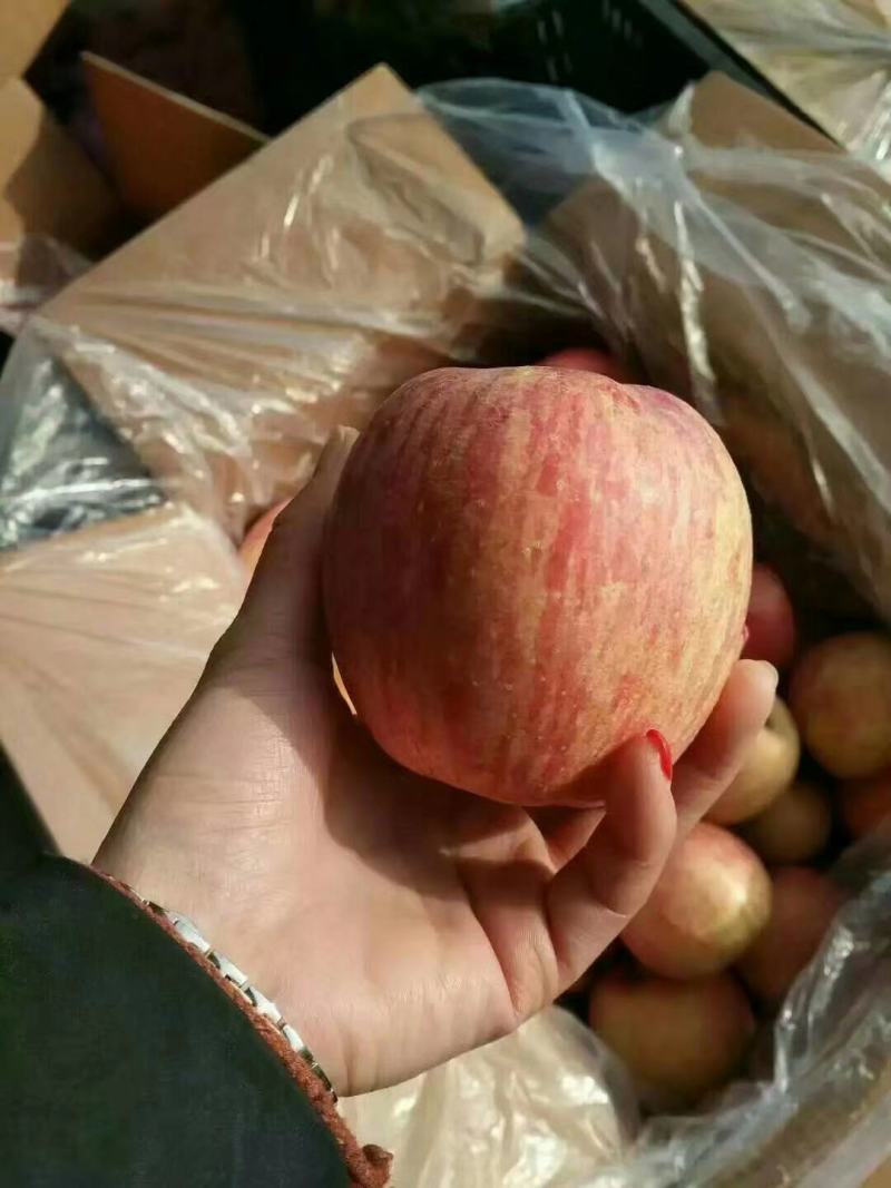 红富士苹果新鲜上。存库的加品。条红苹果