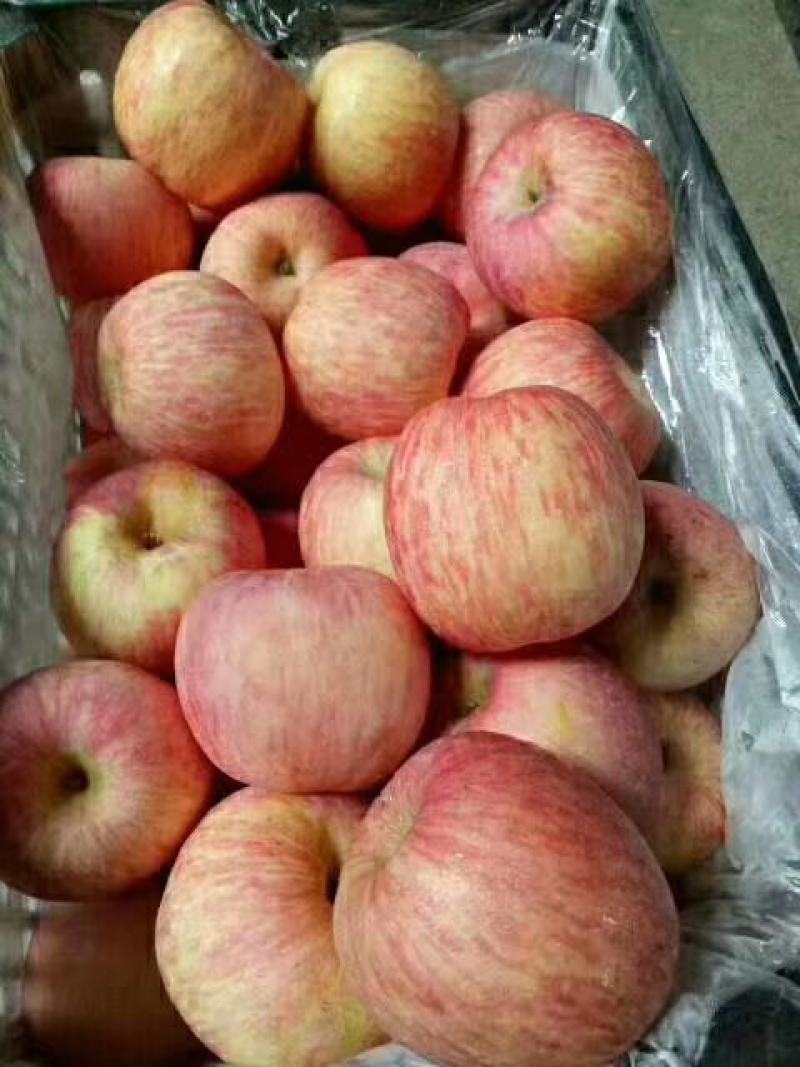 红富士苹果新鲜上。存库的加品。条红苹果