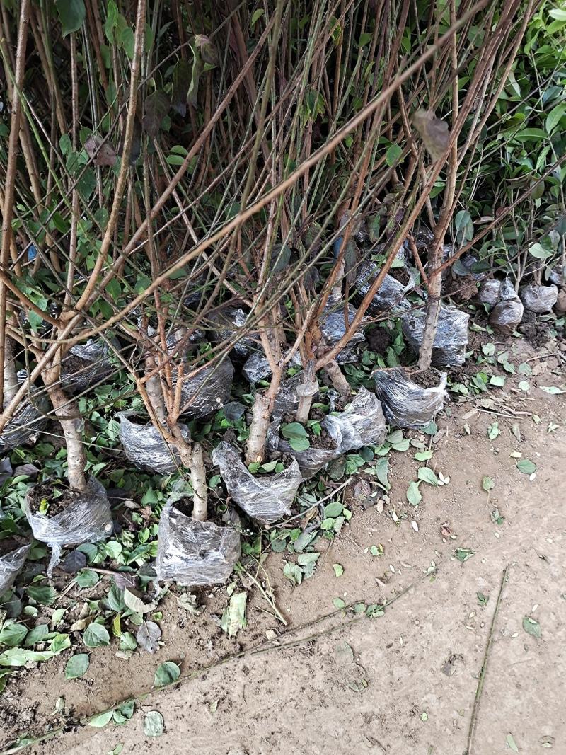 红梅树苗红梅苗红梅小苗绿梅苗可视频看货