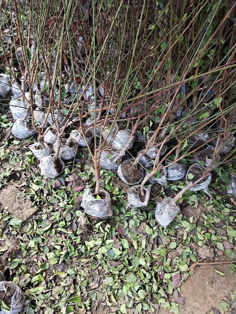 红梅树苗红梅苗红梅小苗绿梅苗可视频看货