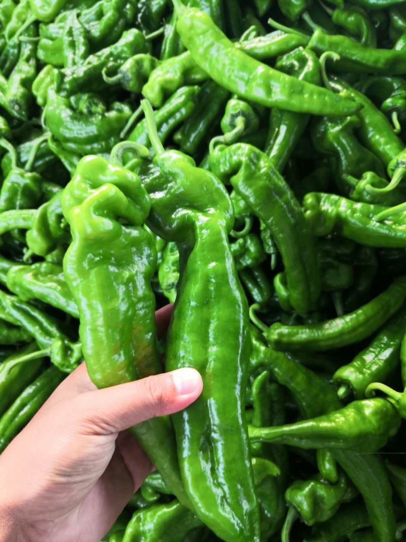 万亩精品鲜辣椒301辣椒芜湖椒现摘现采全国超市市场直供