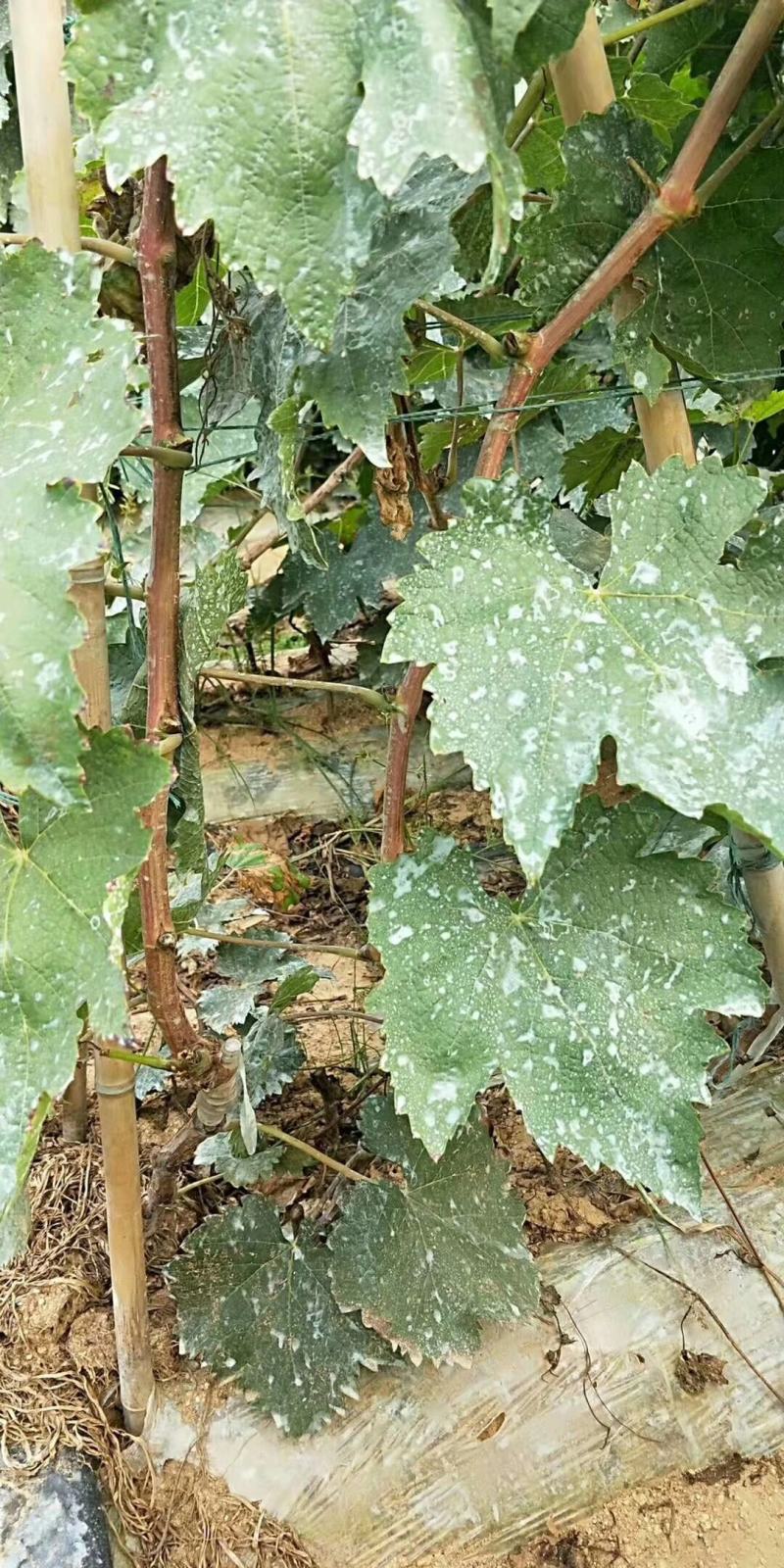 早夏无核葡萄苗基地直销量大优惠保质保量