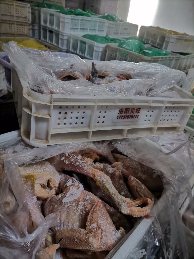 长期出售三黄整只鸡欢迎来厂里考察诚招代理