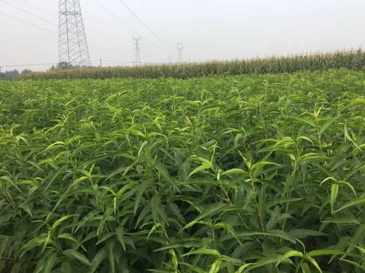 中国山东省地形图,标注临沂蒙阴县、泰安新泰市、潍坊青州市、烟台栖霞市四个主要油桃产区位置,配有气候数据图标如日照时数、年均温、降水量等信息 山东油桃主产区地图示意