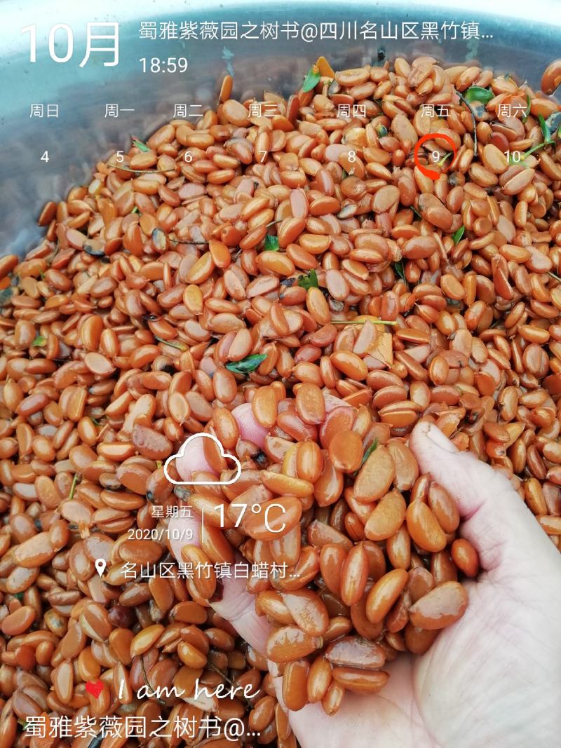金弹子种子（注：实物是果子，2022年新鲜果子花生果果子