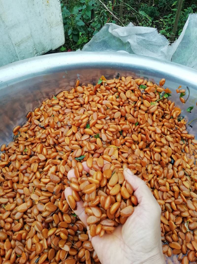 金弹子种子（注：实物是果子，2022年新鲜果子花生果果子