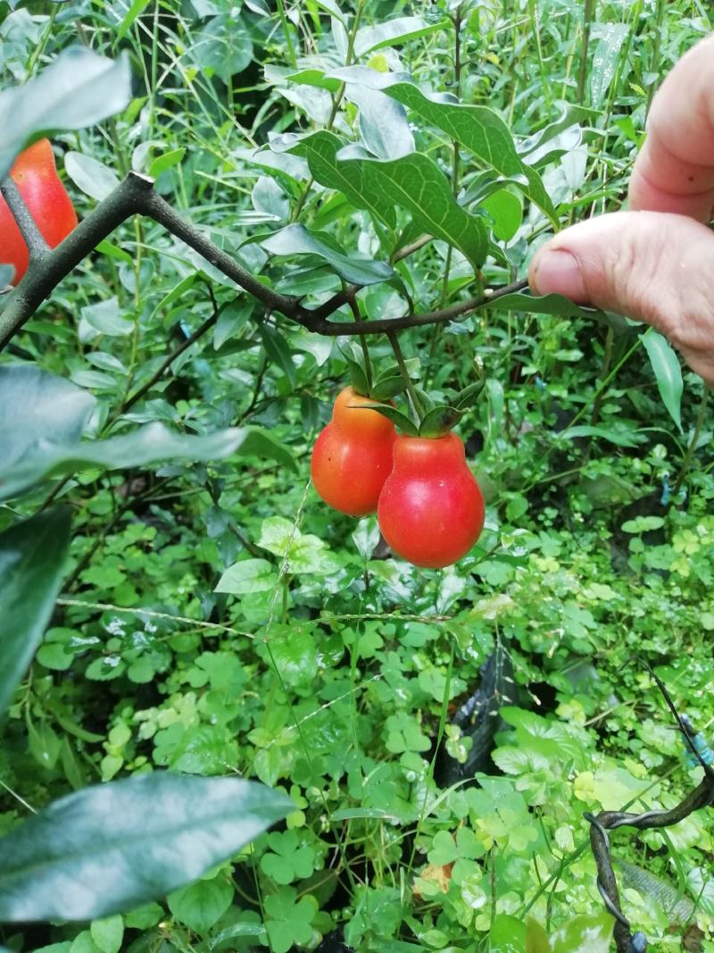 金弹子种子（注：实物是果子，2022年新鲜果子花生果果子