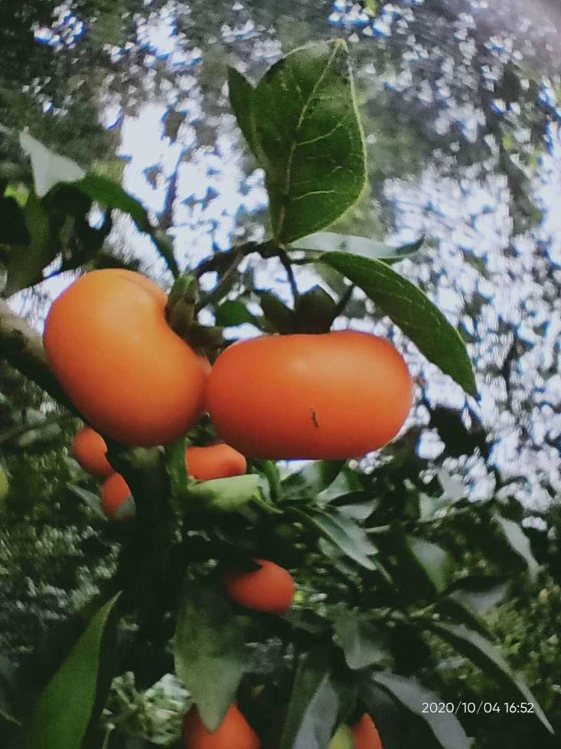 金弹子种子（注：实物是果子，2022年新鲜果子花生果果子