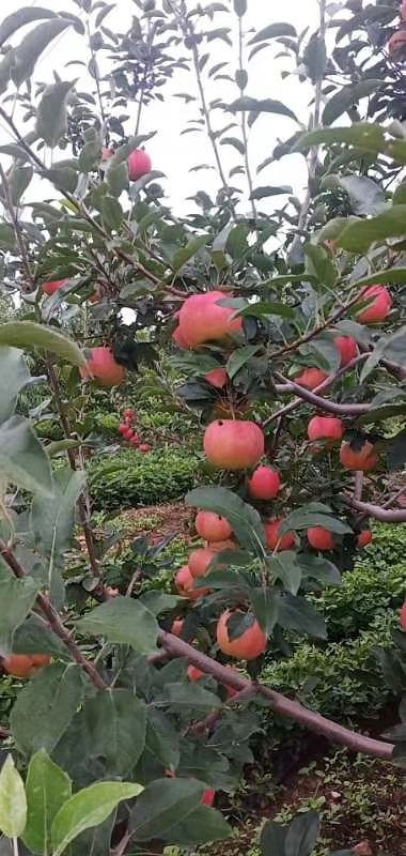 辽宁北镇寒富苹果大量上市果个均匀，颜色艳丽价格不高