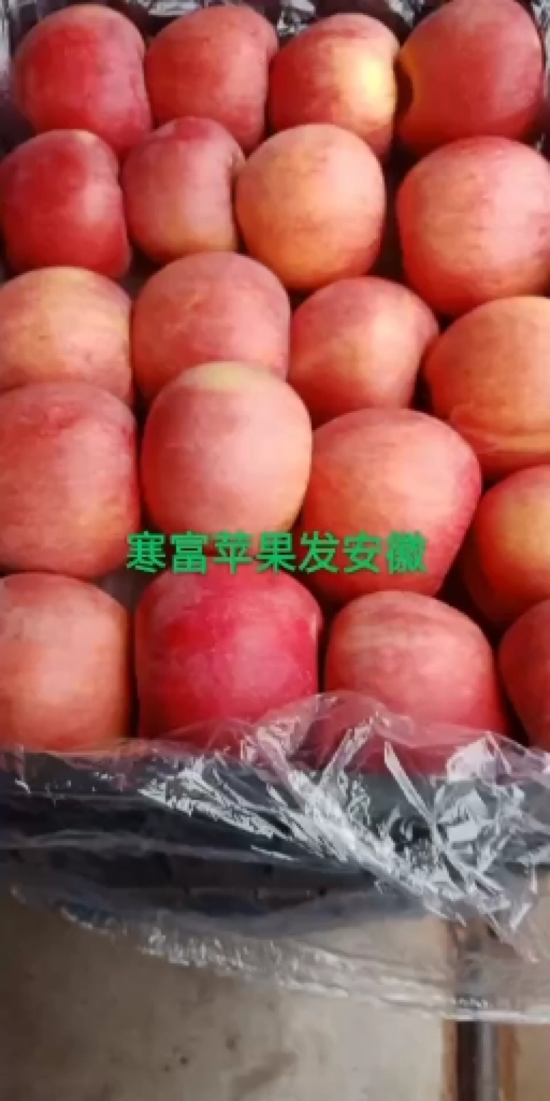 辽宁北镇寒富苹果大量上市果个均匀，颜色艳丽价格不高