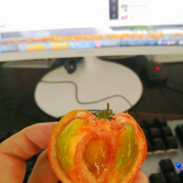 草莓柿子酸甜可口先摘先发小时候的味道，草莓柿子也叫铁皮柿