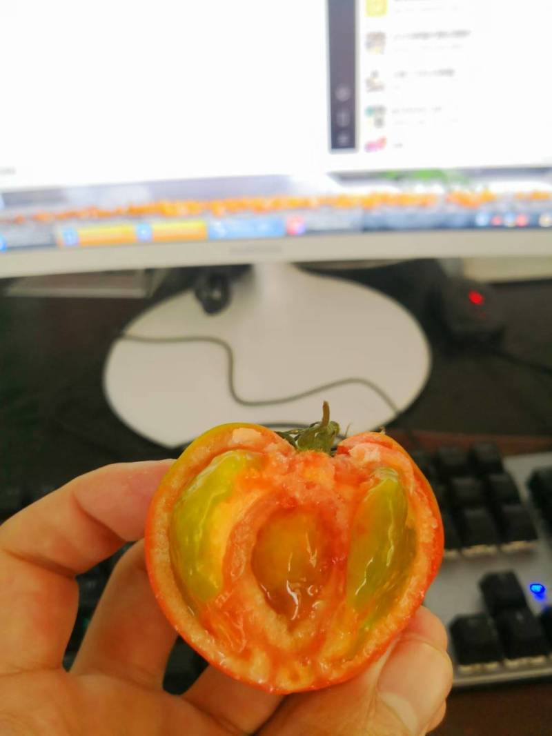 草莓柿子酸甜可口先摘先发小时候的味道，草莓柿子也叫铁皮柿