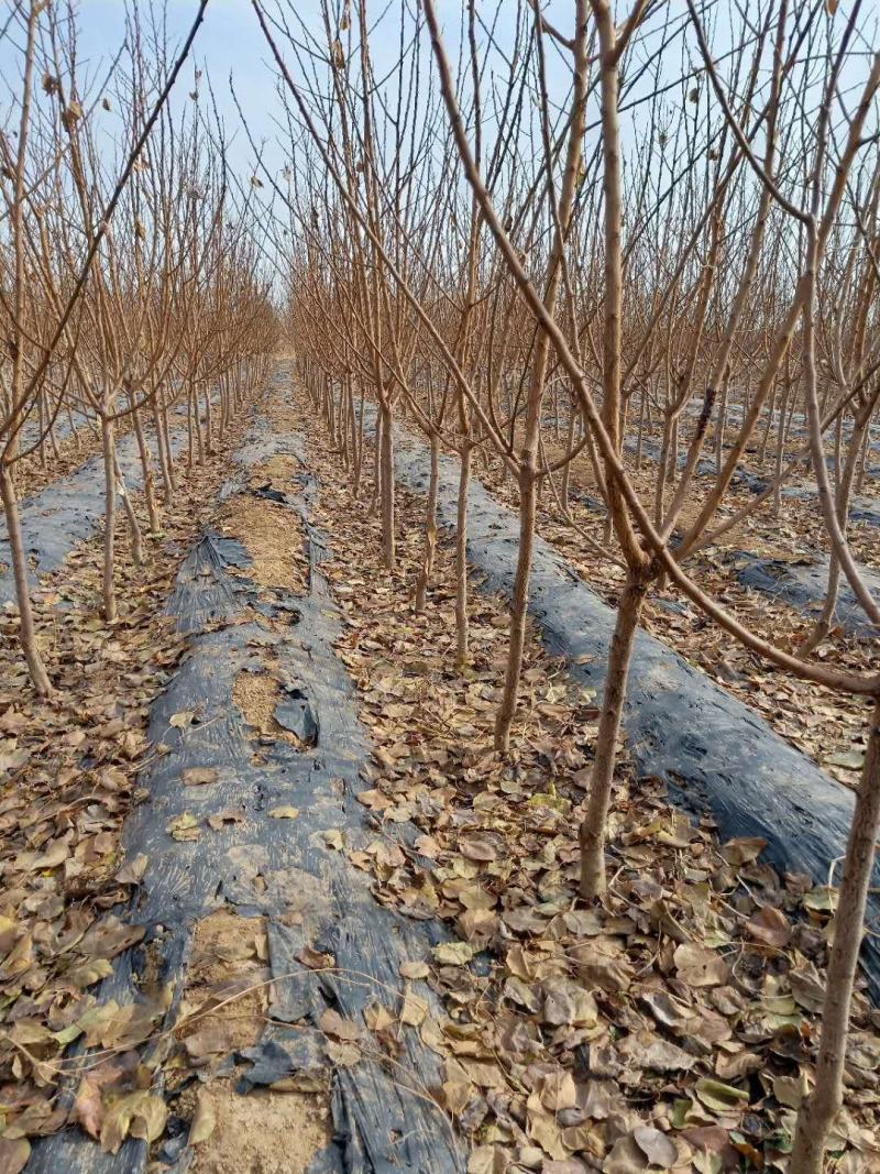 安格诺李子苗基地直销量大优惠品种纯正死苗补发