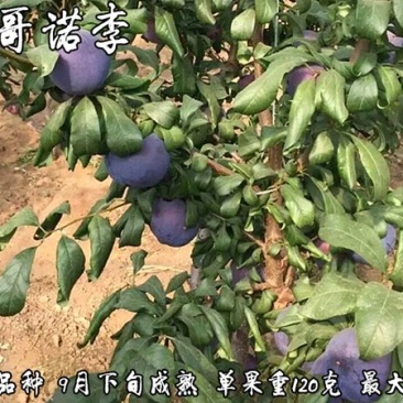 安格诺李子苗基地直销量大优惠品种纯正死苗补发