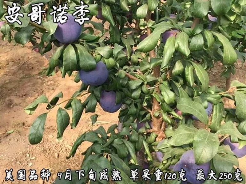 安格诺李子苗基地直销量大优惠品种纯正死苗补发