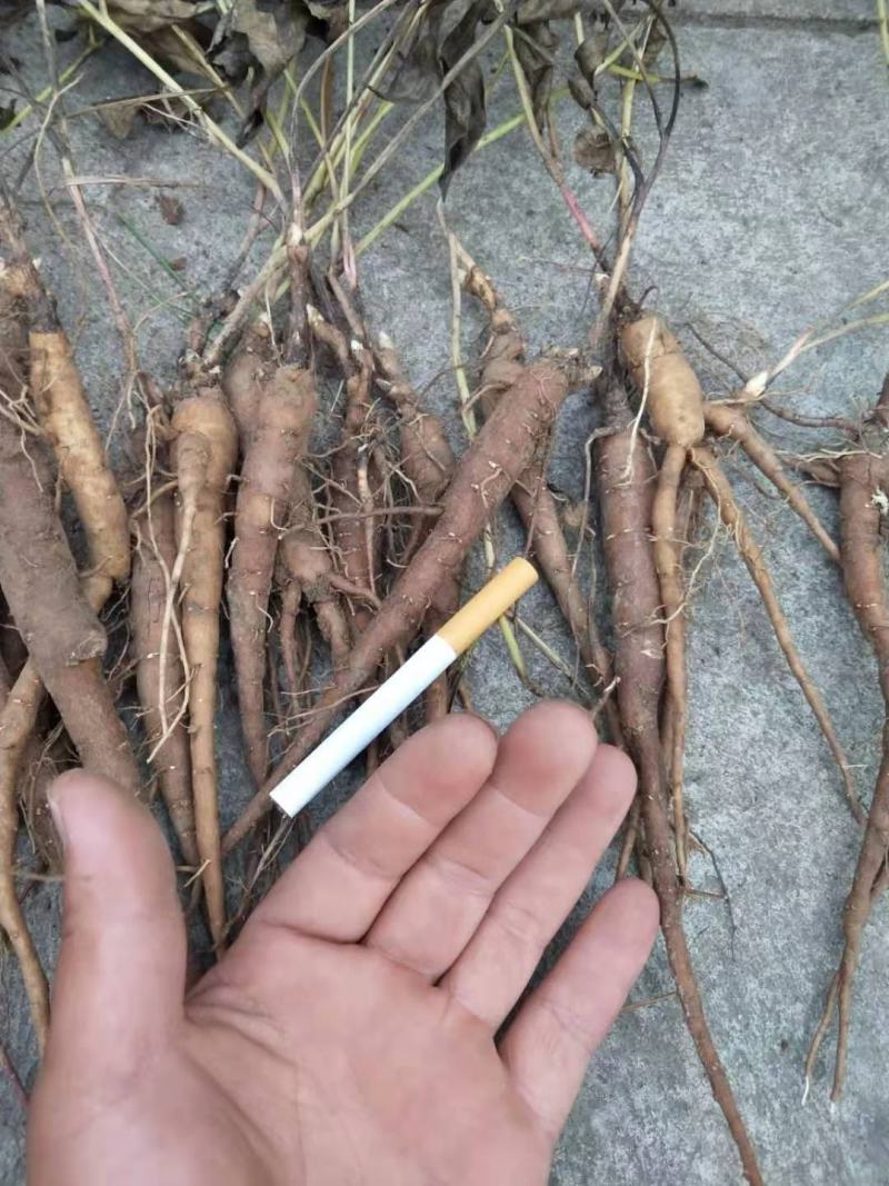 赤芍苗，赤芍种苗，一年赤芍苗，二年赤芍苗