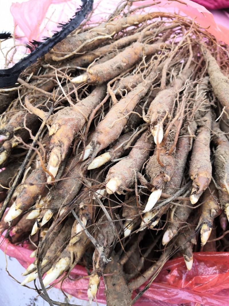 赤芍苗，赤芍种苗，一年赤芍苗，二年赤芍苗
