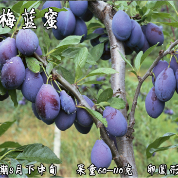 西梅蓝蜜李子苗基地直销量大优惠品种纯正死苗补发
