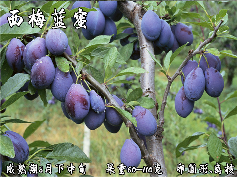 西梅蓝蜜李子苗基地直销量大优惠品种纯正死苗补发