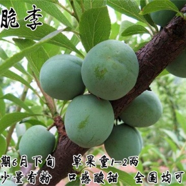 青脆李子苗基地直销品种纯正量大优惠死苗补发