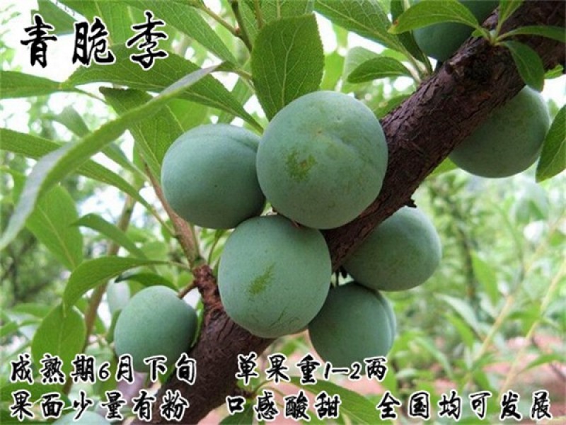 青脆李子苗基地直销品种纯正量大优惠死苗补发