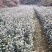 重庆巴南区茶花基地批发各种规格价格美丽诚信经营