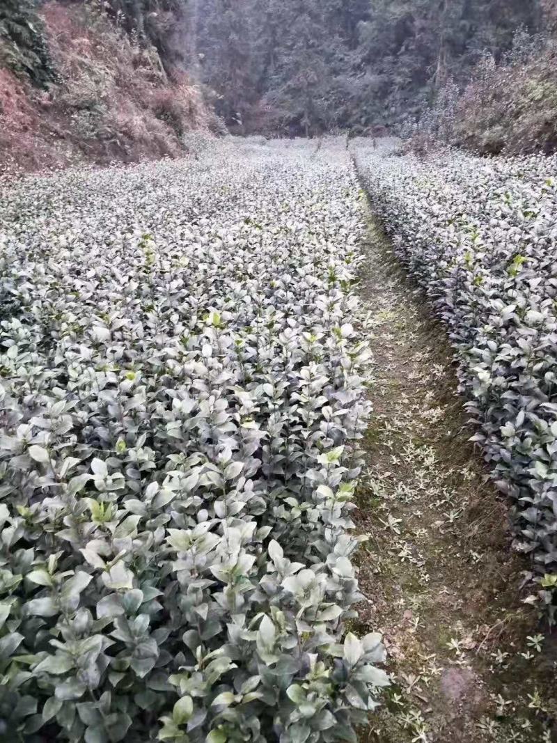 重庆巴南区茶花基地批发各种规格价格美丽诚信经营