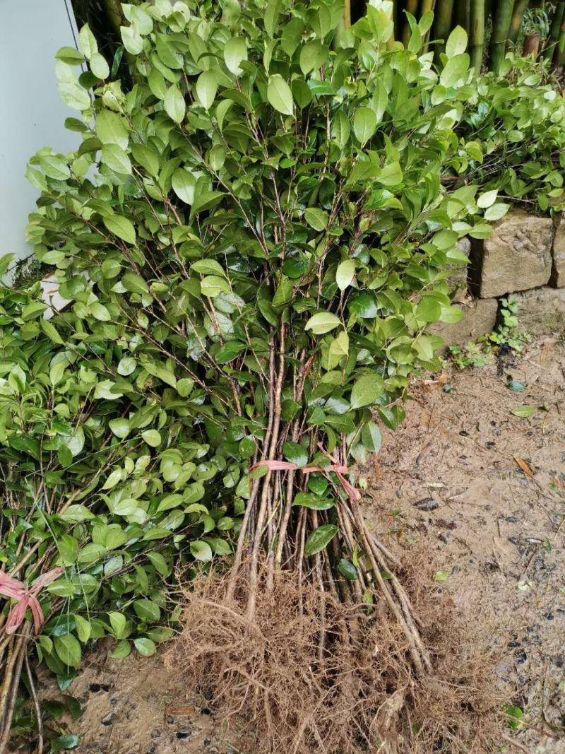 重庆巴南区茶花基地批发各种规格价格美丽诚信经营