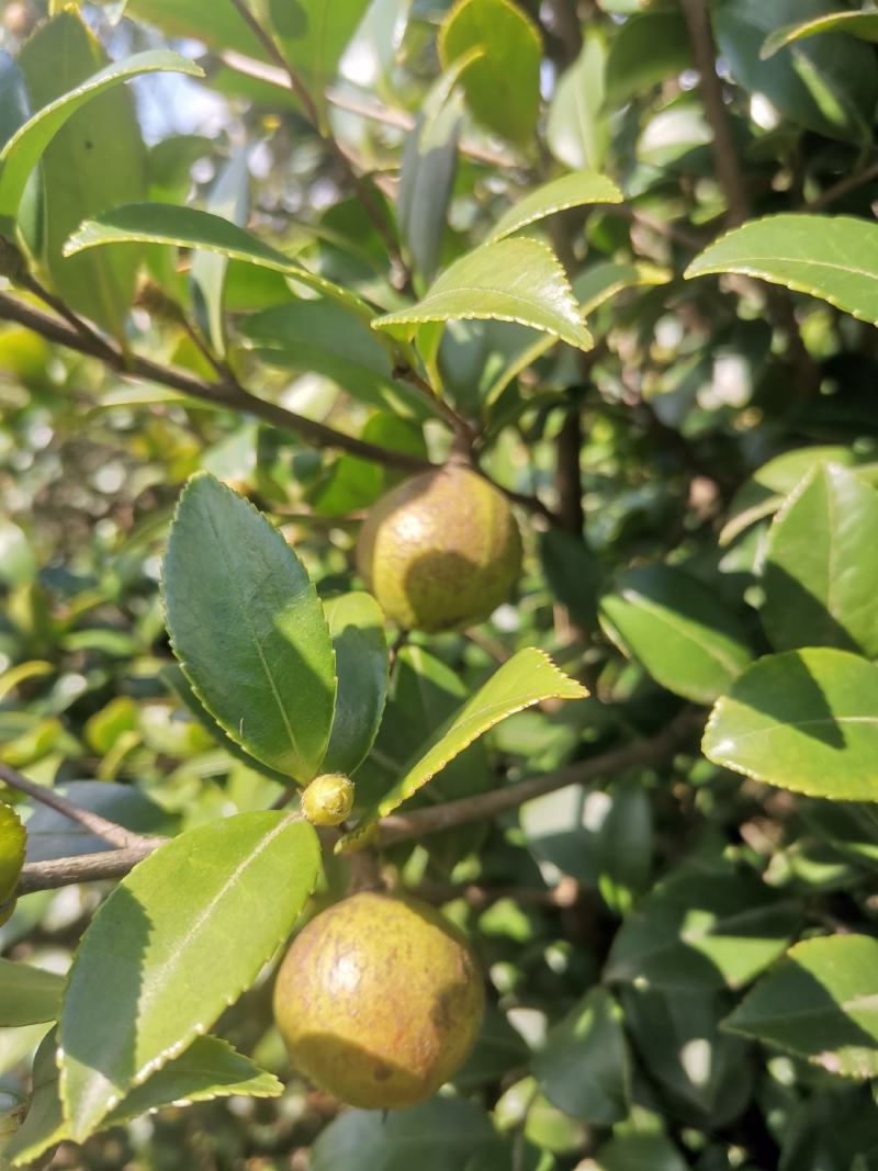 山茶果预售品质好保证质量