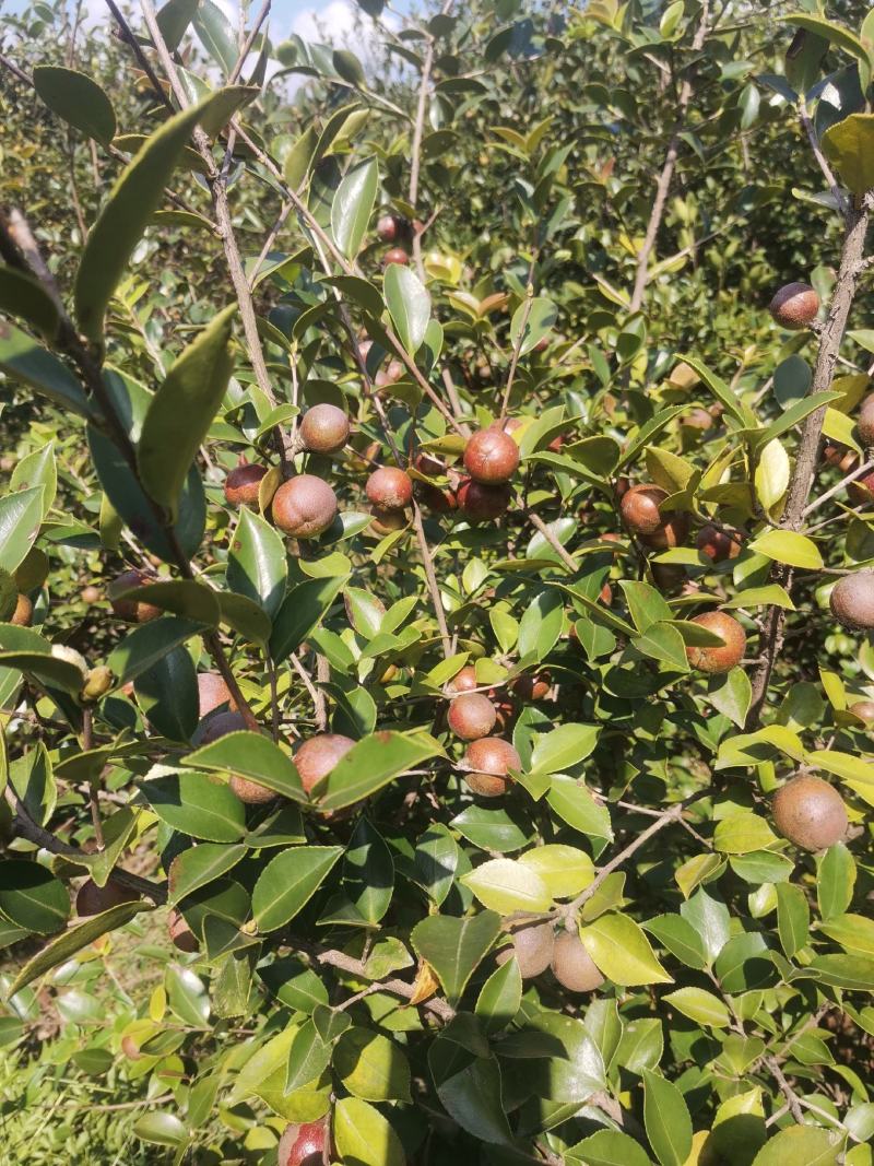 山茶果预售品质好保证质量