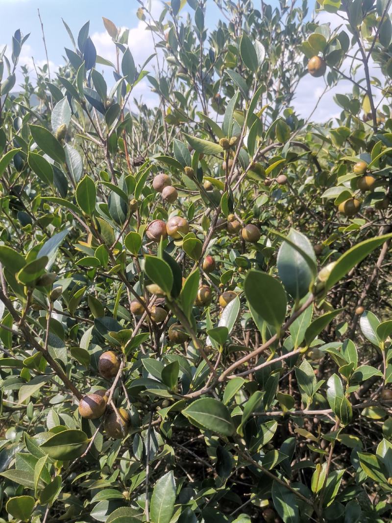 山茶果预售品质好保证质量