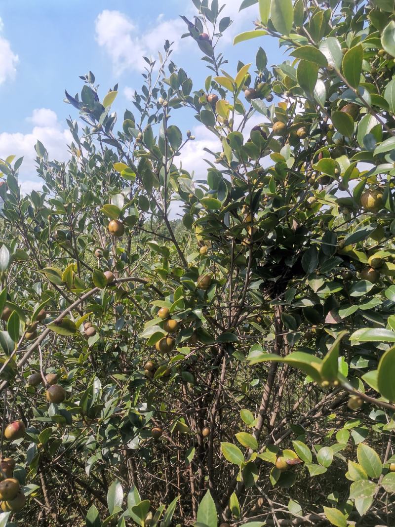 山茶果预售品质好保证质量