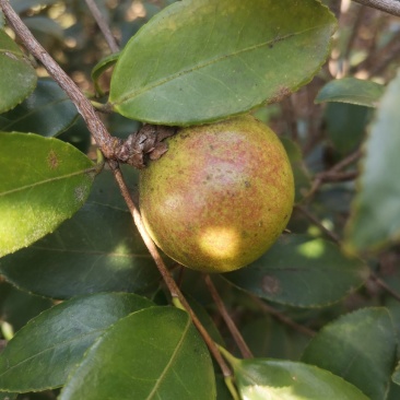 山茶果预售品质好保证质量