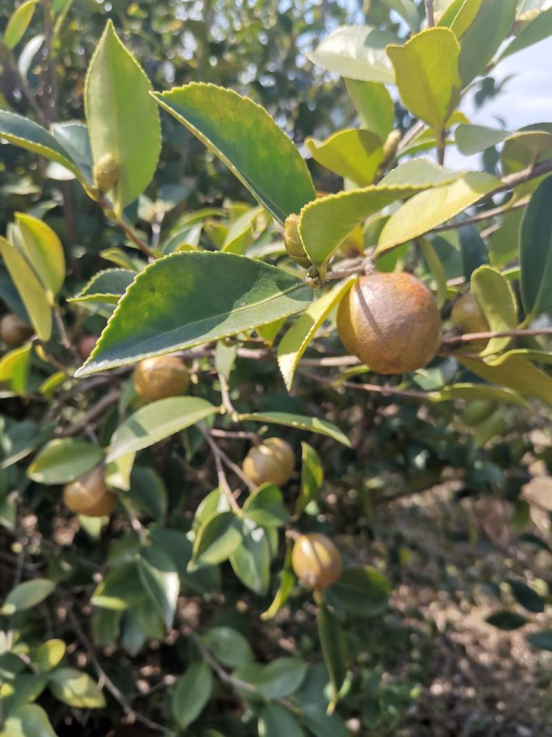 山茶果预售品质好保证质量