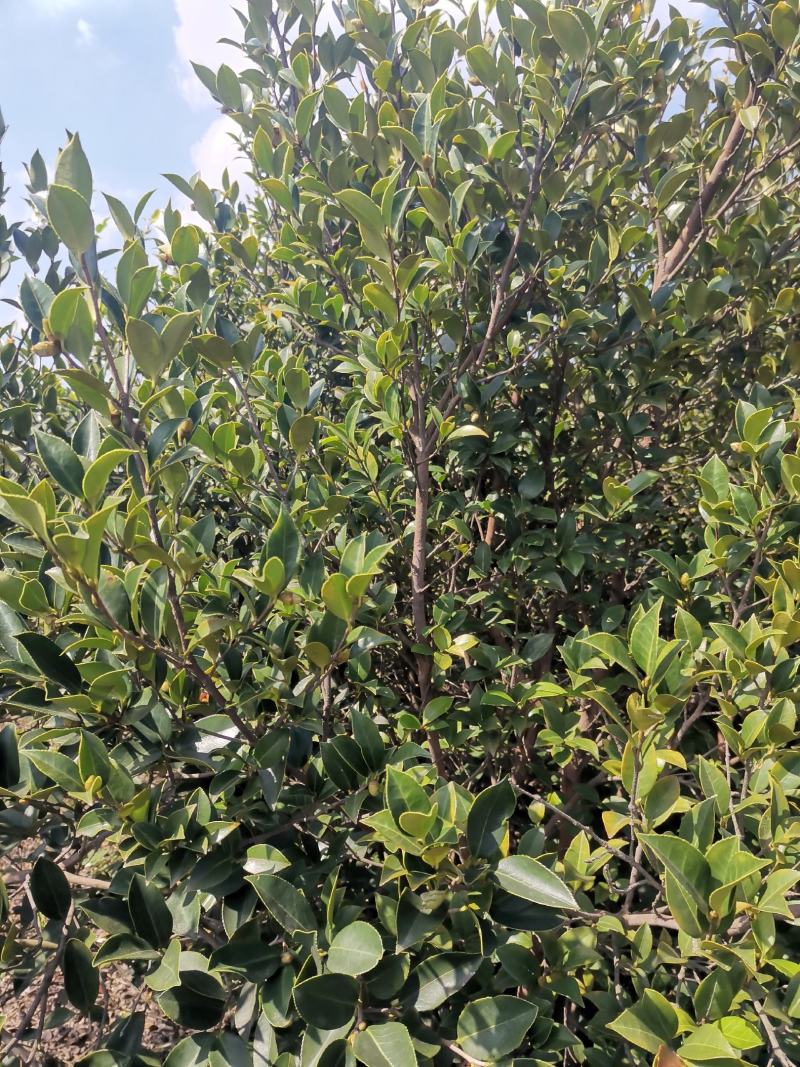 山茶果预售品质好保证质量