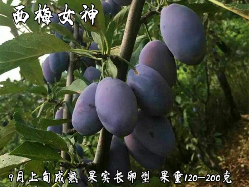 西梅女神李子苗基地直销量大优惠品种纯正死苗补发