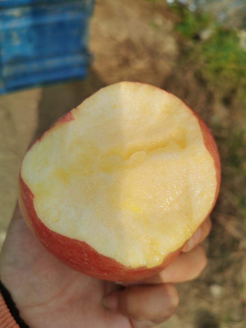 精品红富士苹果（美味）