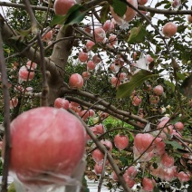 精品红富士苹果（美味）