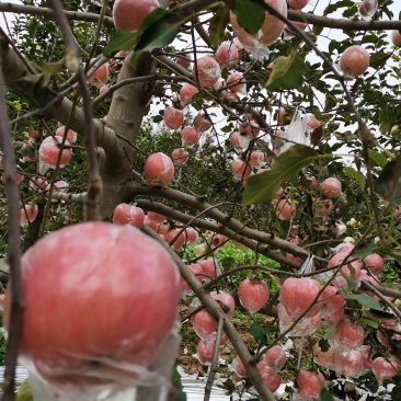 精品红富士苹果（美味）
