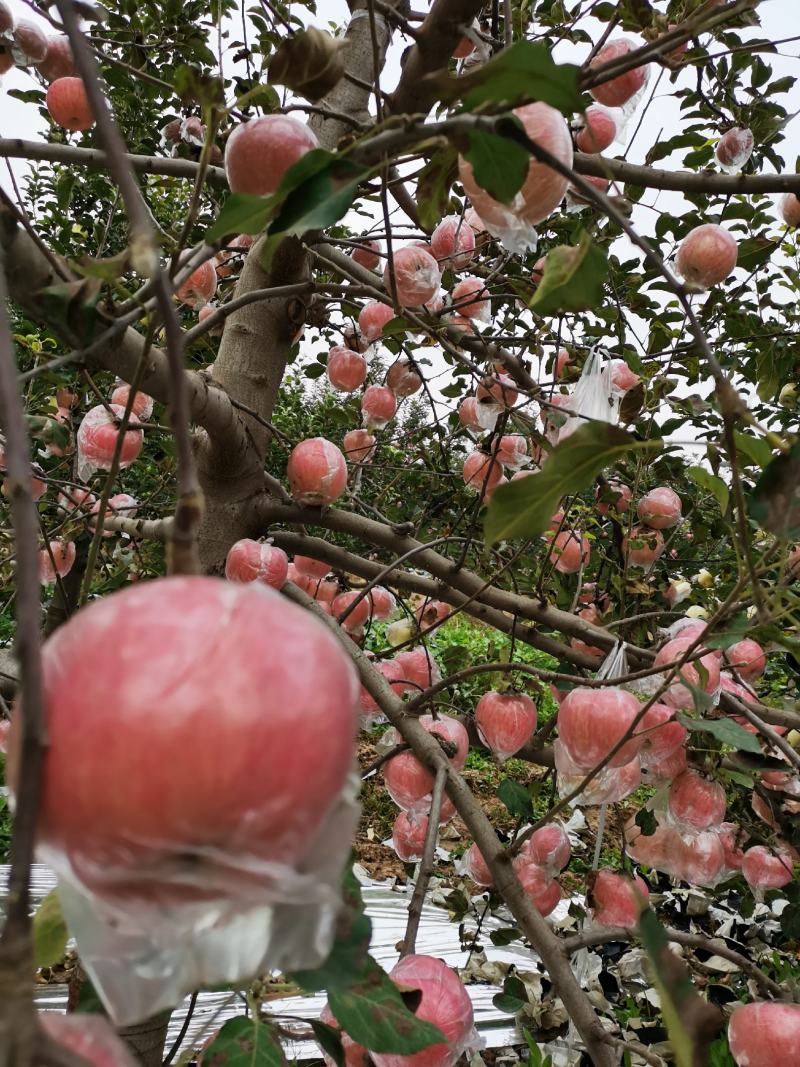 精品红富士苹果（美味）
