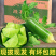 水果萝卜潍县萝卜口感清香脆甜质量保证一件代发
