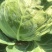 甘蓝，河北甘蓝，绿宝石，暖棚种植甘蓝8398大量上市