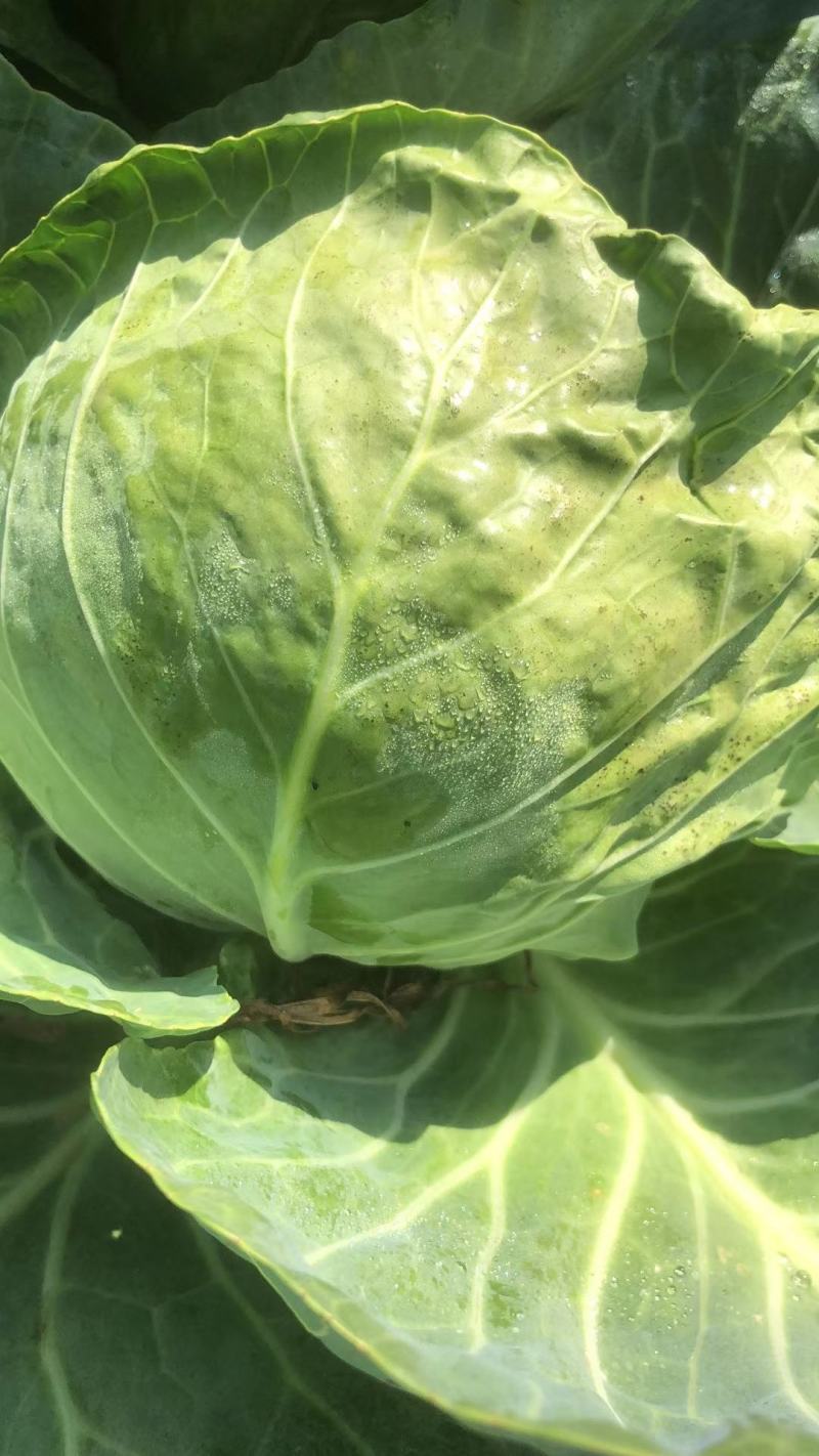 甘蓝，河北甘蓝，绿宝石，暖棚种植甘蓝8398大量上市