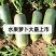 山东萝卜精品水果萝卜清脆甘甜量大从优欢迎新老客户