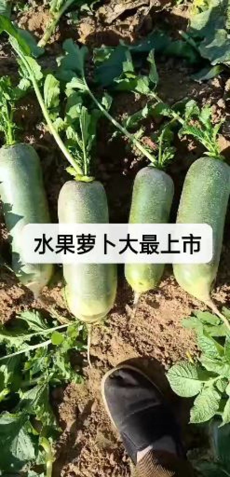 山东萝卜精品水果萝卜清脆甘甜量大从优欢迎新老客户
