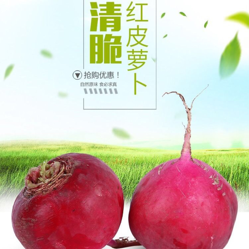 萝卜紫萝卜俗称水果中的人参甘甜可口一件代发