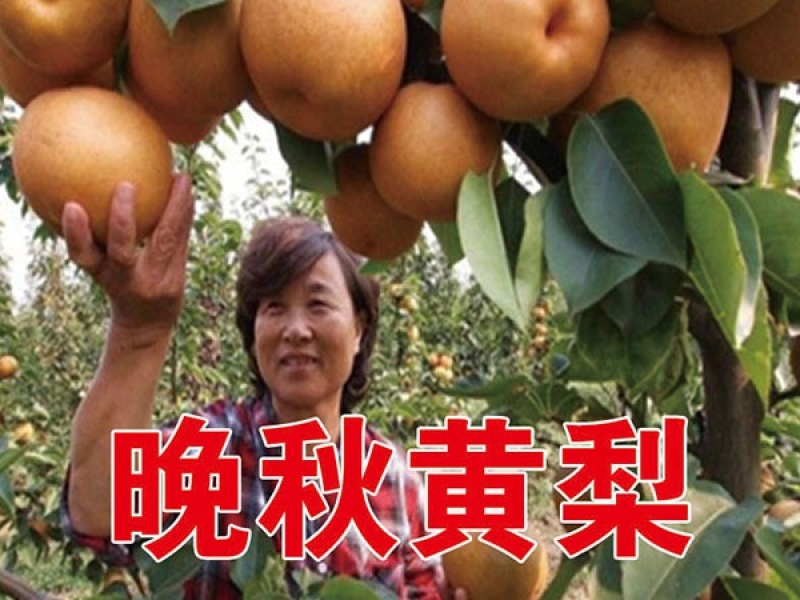 晚秋黄梨梨苗基地直销品种纯正保质保量死苗补发